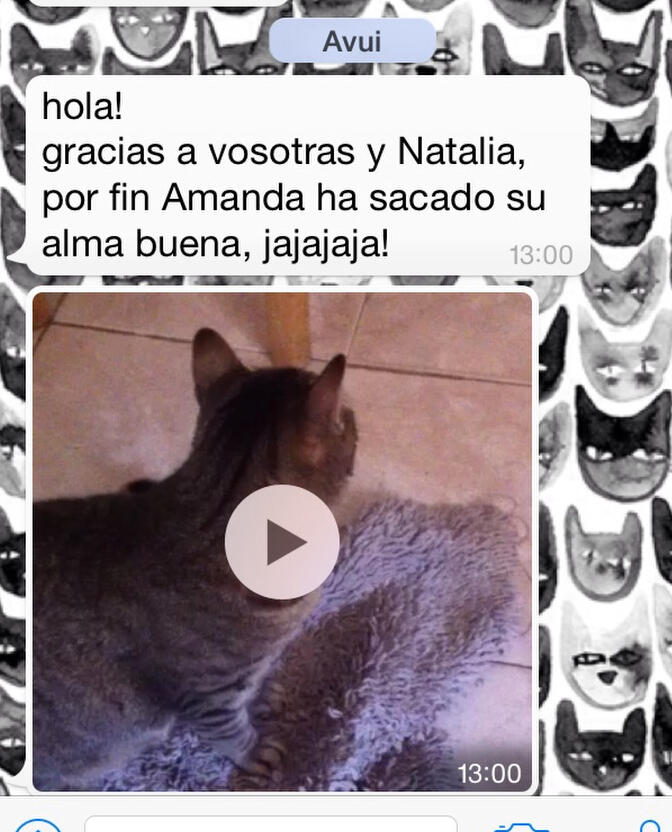 Opinión sobre consulta de comportamiento felino para mejorar la convivencia y reducir la agresividad con el propietario