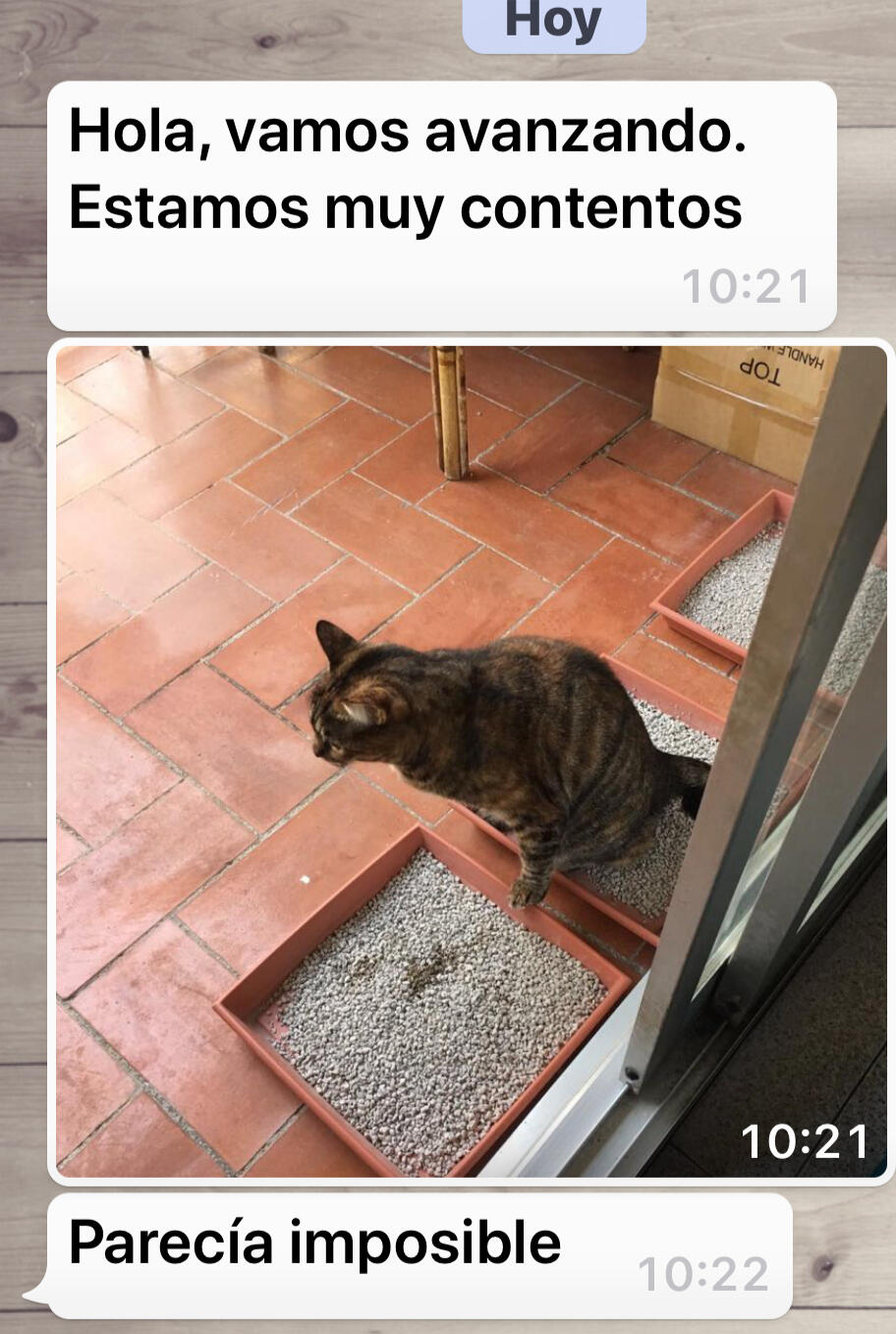 Testimonio de cliente: solución a problema de gato que orina fuera del arenero con consulta de etología felina Holistic-Cat