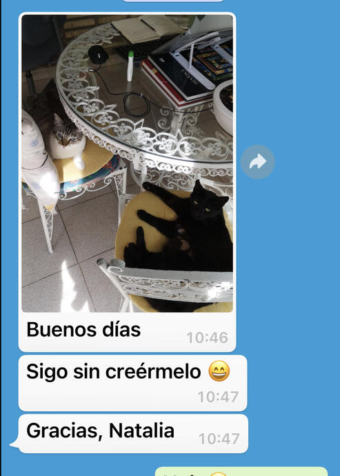 Opinión sobre consulta de comportamiento felino para mejorar la convivencia y reducir la agresividad entre dos gatos