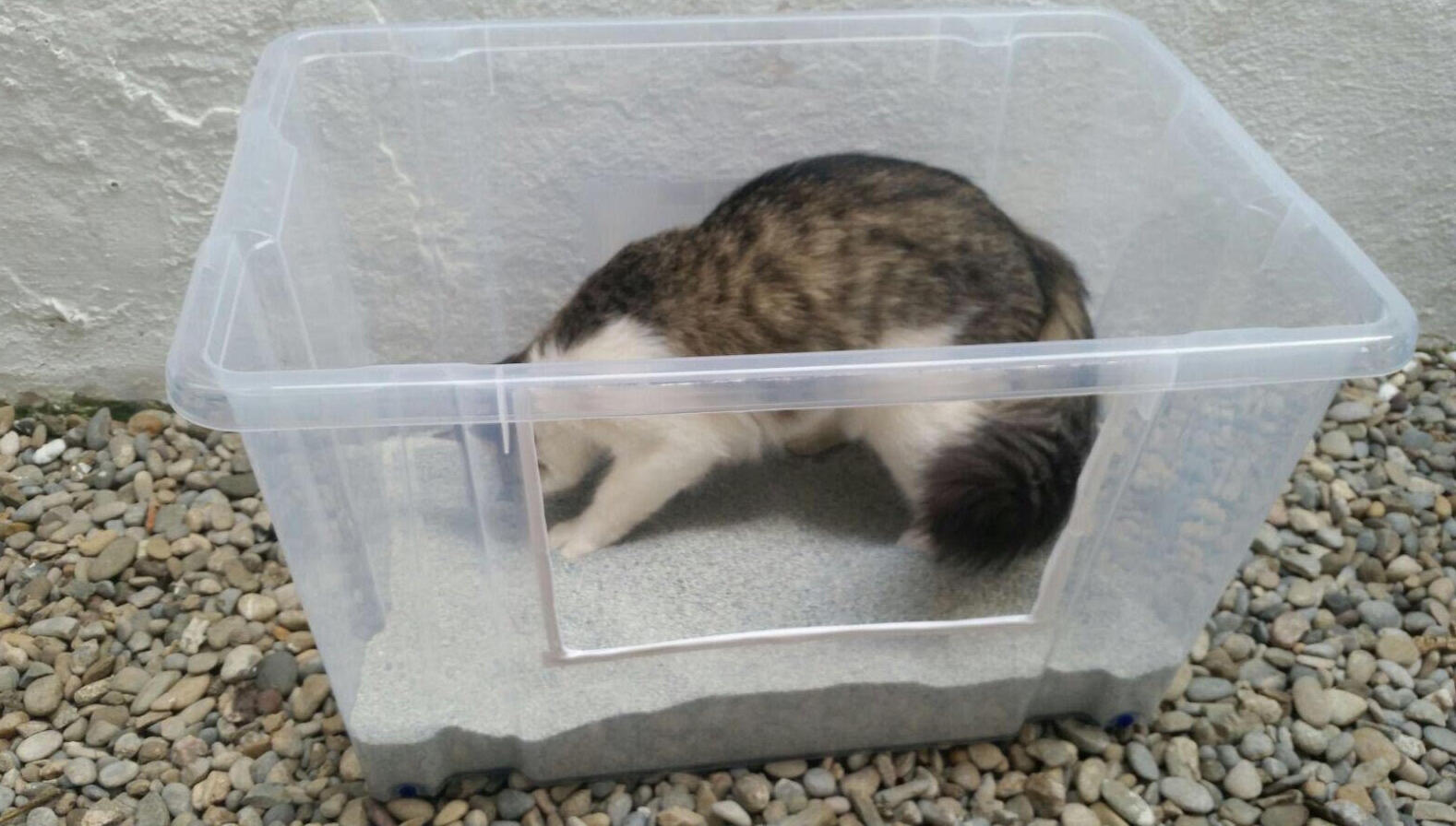 Arenero abierto y grande perfecto para el bienestar de tu gato | Etología Felina